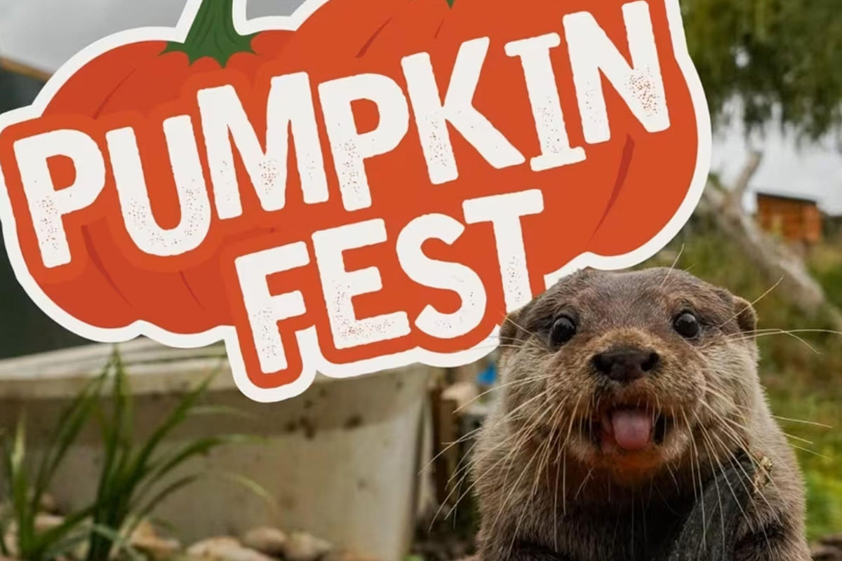 Pumpkin Fest at Noah's Ark Zoo Farm, a free pick-your-own pumpkin patch and autumn family day out near Bristol